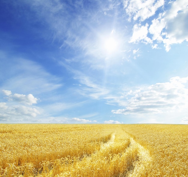 Weizenfeld und blauer Himmel mit Sonne