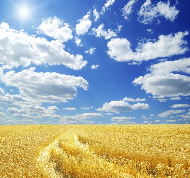 Weizenfeld und blauer Himmel mit Sonne