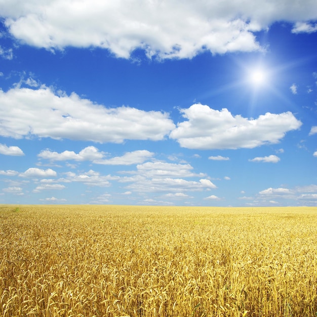 Weizenfeld und blauer Himmel mit Sonne