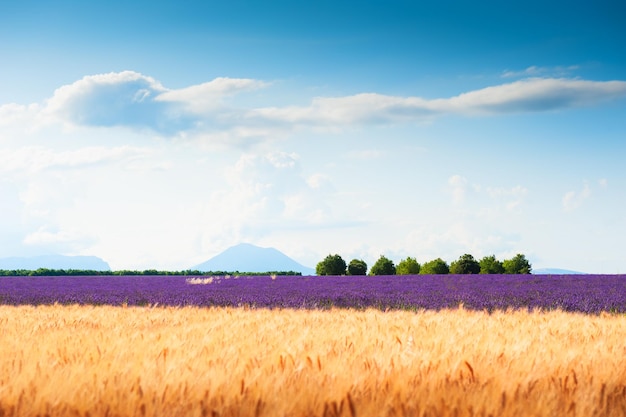 Weizenfeld und Lavendelfeld in der Provence Frankreich