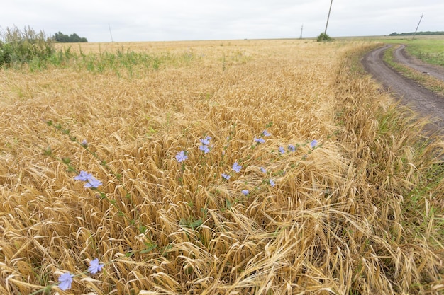 Weizenfeld Viele Ährchen für Brot auf einem Feld in einem Dorf Foto in hoher Qualität