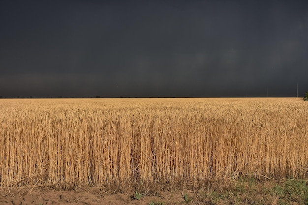 Weizenfeld vor dem Sturm vor dem Sturm