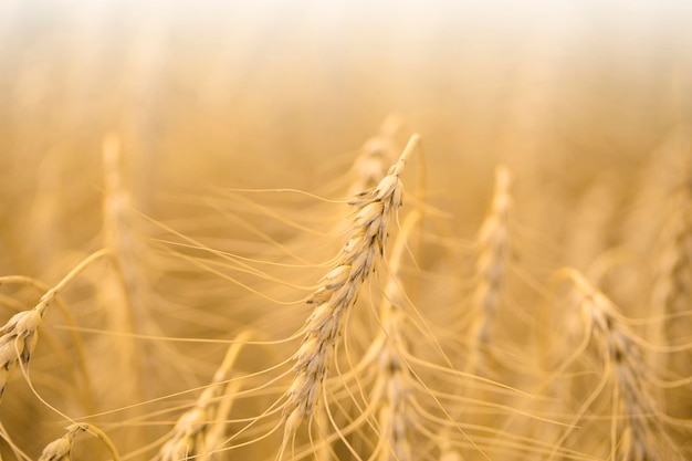 Weizenfeldansicht des goldenen Weizens hautnah