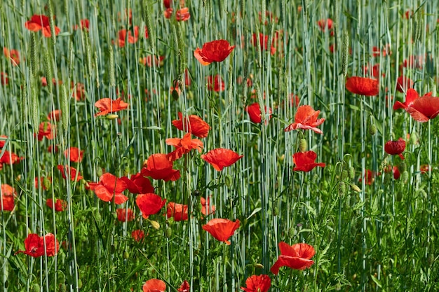 Weizenfelder mit Mohnblumen im Frühsommer Ein Landschaftsfoto im Frühsommer