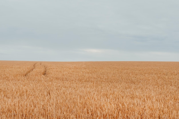 Weizenfeldhintergrund mit goldenen Ähren Weizenimport vor dem Hintergrund des Krieges in der Ukraine