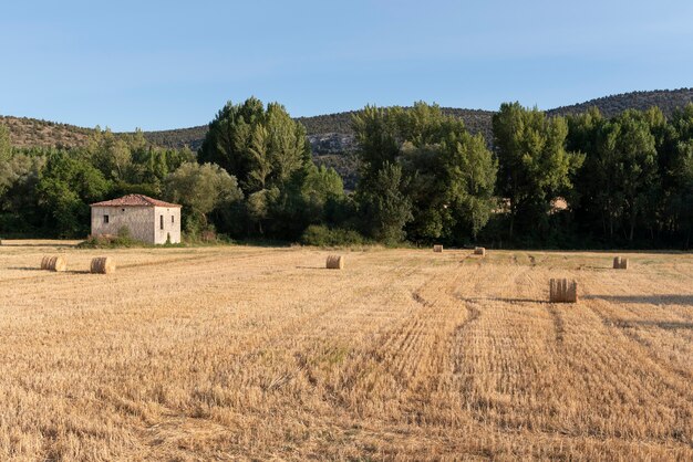 Foto weizenfutterballen auf dem feld