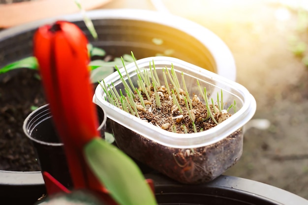 Weizengras wächst in den durchsichtigen Töpfen auf den Plastiktöpfen mit Sonnenlicht im Garten