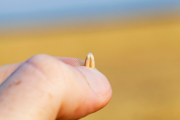 Weizenkorn in der Hand