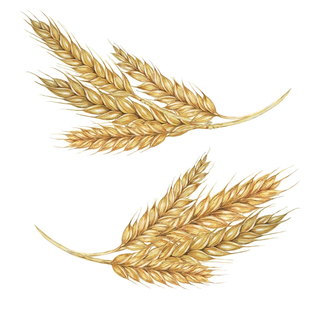 Weizenohren, Gerste, Stängel, goldene Getreidekörner, Stacheln, Aquarellillustration für Bäckereibrot, Bier, Whisky, Malzmehl, Verpackungsetiketten