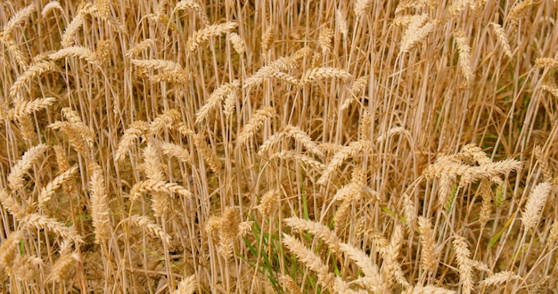 Weizenohren in Nahaufnahme Blick auf das goldene reife Getreidefeld Ackerbauernhof Natur im Sommer sonniger Tag Sonnenuntergang Der Wind schüttelt die Stängel