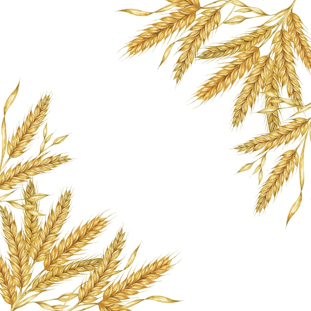 Weizenohren Quadratrahmen Gerste Stängel Aquarell für Brot Mehl Verpackung Rustikal Clipart für Scheune Hochzeits Einladung Thanksgiving Shavuot Bäckerei