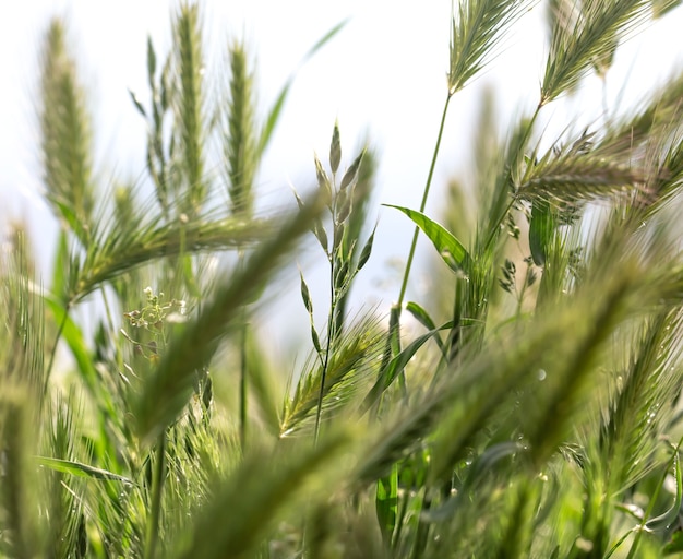 Weizenohren schließen sich auf dem Feld. Unreifer Weizen im Feldkopierraum.