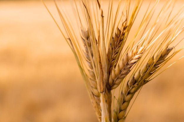 Weizenohren schwanken im Wind