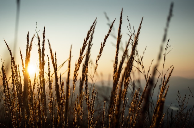 Weizenpflanze mit Sonnenaufgang