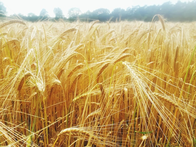 Weizenpflanzen, die auf dem Feld wachsen