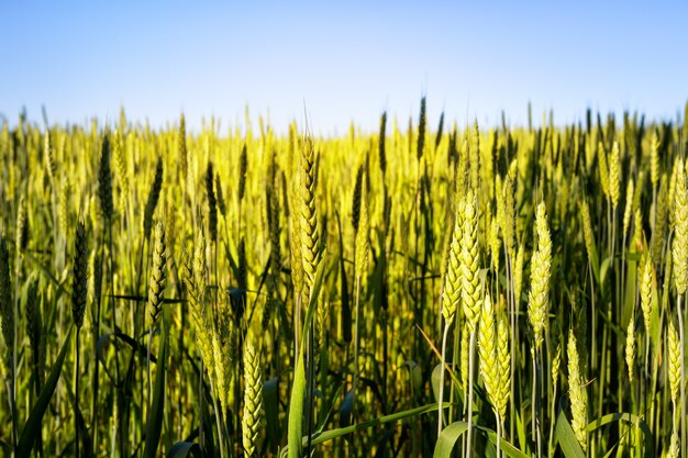 Weizenspitzen gegen blauen Himmel