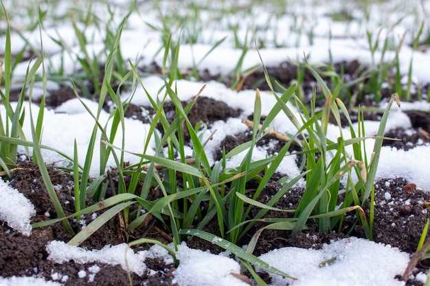 Weizensprossen mit Winterweizenblättern sprossen unter dem Schnee hervor