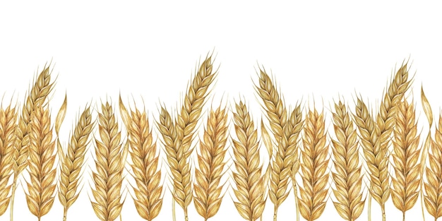 Weizenstängel nahtlose Grenze Gerste Ohren Clipart Aquarell Illustration für rustikale Designs Bier Brot Themen für Textilien Verpackung Hintergründe Banner