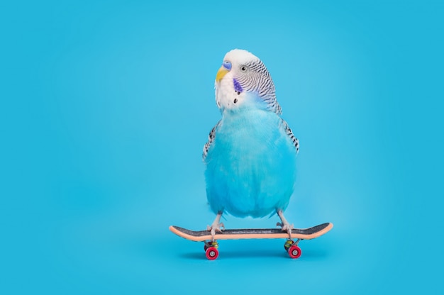 Welliger Papagei auf Skateboard