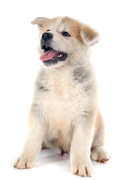 Welpe Akita Inu