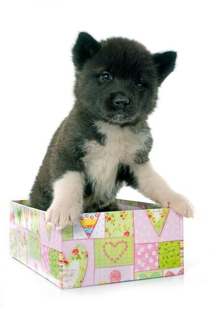 Welpe American Akita