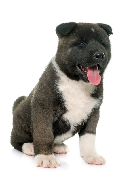 Welpe American Akita