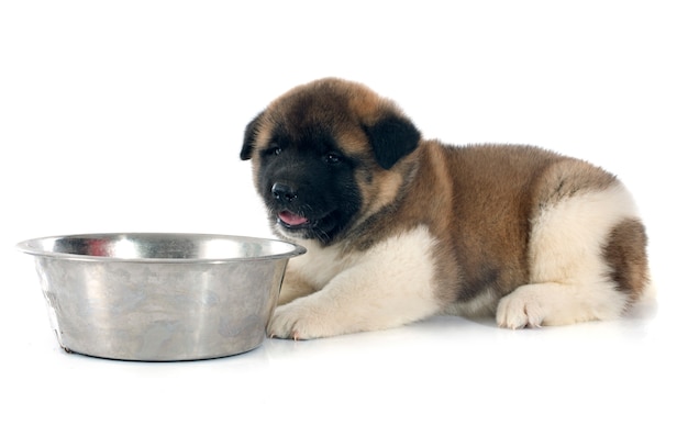 Welpe American Akita