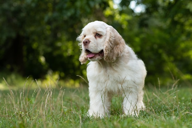 Welpe American Cocker Spaniel weiß auf dem Gras.