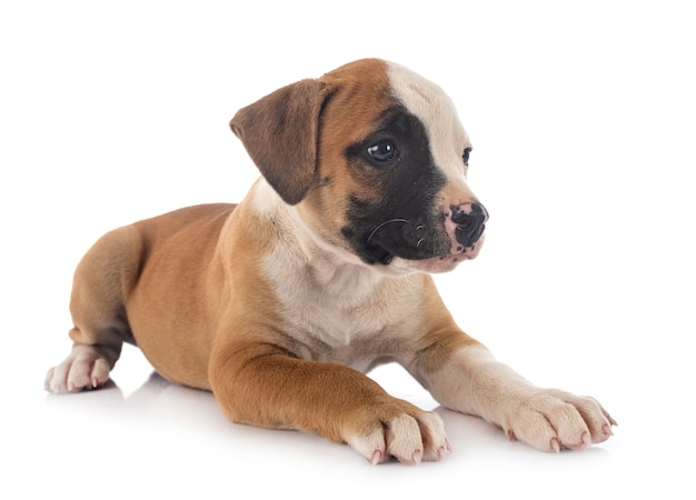 Welpe amerikanische Bulldogge