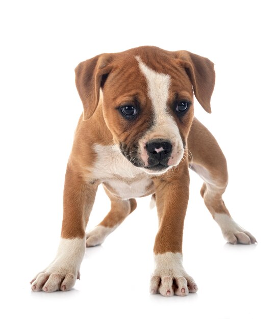 Welpe amerikanische Bulldogge