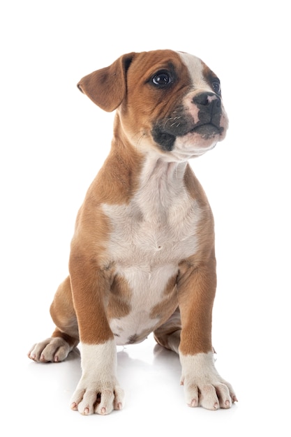 Welpe amerikanische Bulldogge