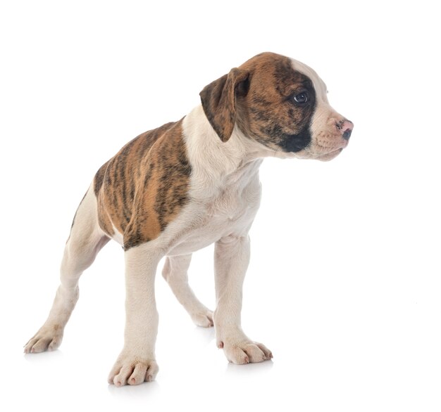 Welpe amerikanische Bulldogge