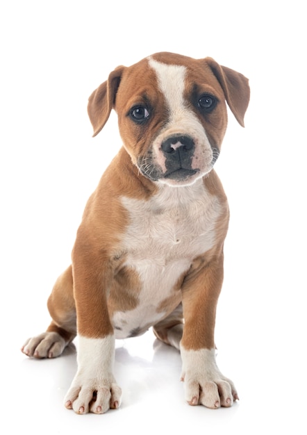 Welpe amerikanische Bulldogge