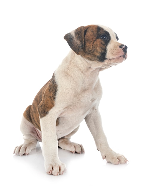 Welpe amerikanische Bulldogge