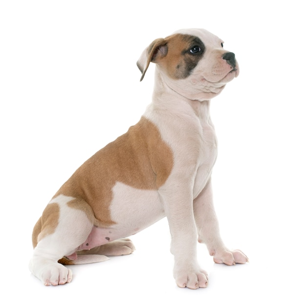 Welpe amerikanische Bulldogge