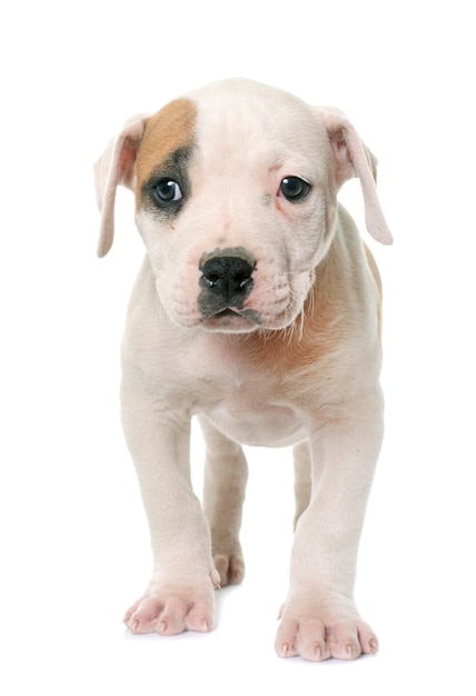 Welpe amerikanische Bulldogge