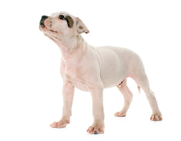 Welpe amerikanische Bulldogge