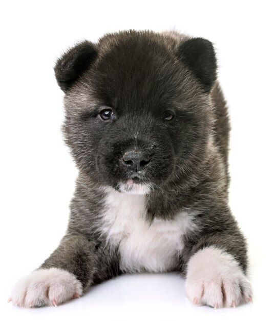 Welpe amerikanischer Akita