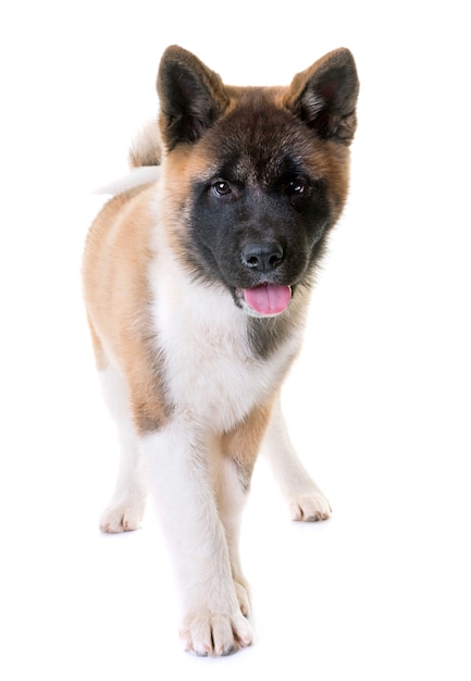 Welpe amerikanischer Akita