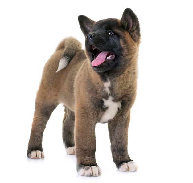 Welpe amerikanischer Akita