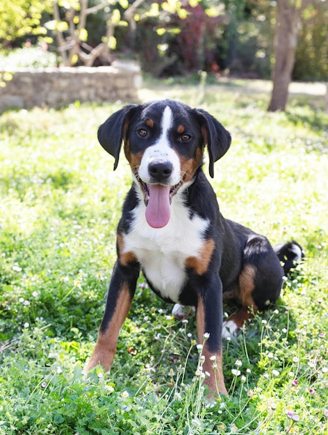 Welpe Appenzeller Sennenhund