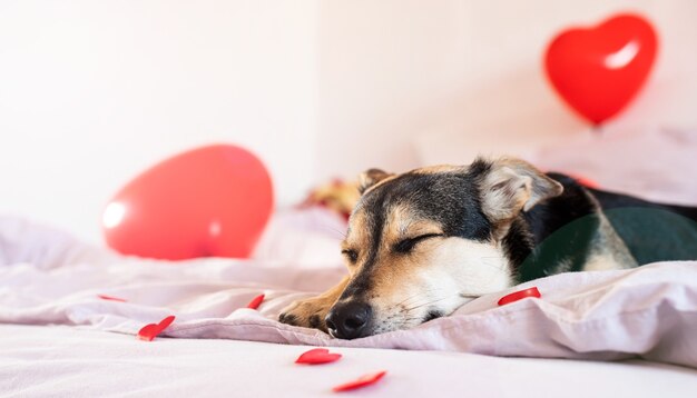 Welpe auf zum Valentinstagbett mit roten Ballons dekoriert