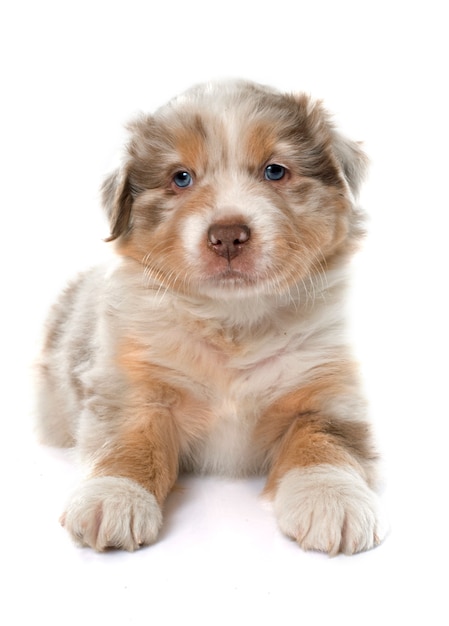 Welpe australischer Schäferhund