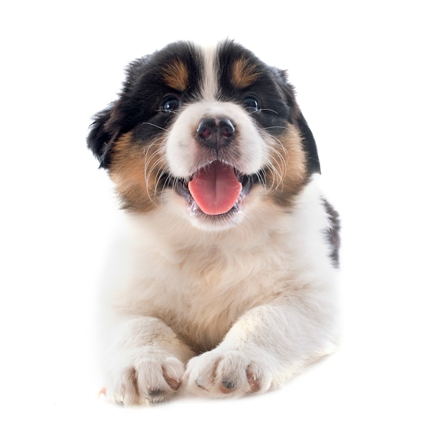 Welpe australischer Schäferhund