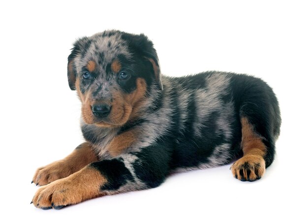 Welpe Beauceron