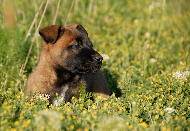 Welpe belgischer Hirte