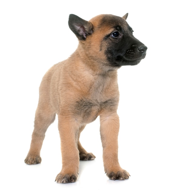 Welpe belgischer Schäferhund Malinois