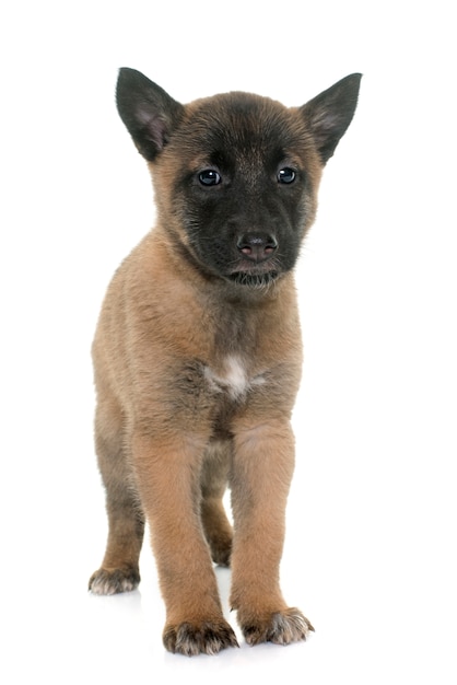 Welpe belgischer schäferhund malinois