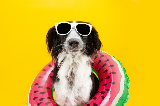 Welpe Border Collie Hund Sommer innerhalb einer aufblasbaren Wassermelone mit Sonnenbrille. Isoliert auf gelber Oberfläche.