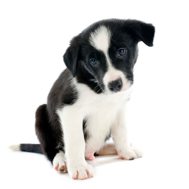 Welpe Border Collie